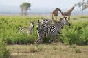 Zebror på savannen i Ruaha nationalpark med giraffer i bakgrunden